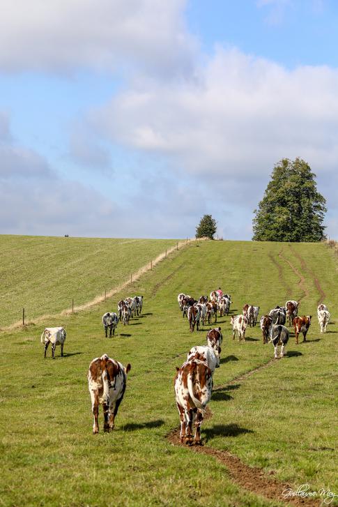 Troupeau normand